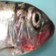 بیماری V.H.S در مزارع پرورش ماهیان قزل آلای رنگین کمان