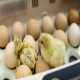 نحوه ذخیره سازی تخم مرغ های نطفه‌دار در میزان جوجه درآوری