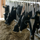 مطالعه اثرات زئولیت و بیکربنات سدیم روی شیر تولیدی و ترکیبات آن در گاو شیرده هلشتاین