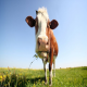 کربوهیدرات های غیر الیافی و اثر آنها بر تولید شیر در گاوهای پرتولید