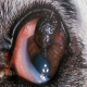 تومورهای پلک، غده میبومین، در سگ ها