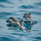 نکاتی جالب درباره دنیای شیرین دلفین ها
