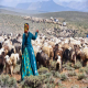 روش های پرورش گوسفند در ایران 