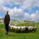زمان-چرای-دام