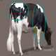 کاربرد نمره وضعیت بدن در مدیریت گله های گاو شیری