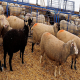 همزمان سازی فحلی بز و گوسفند
