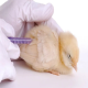 واکسیناسیون-پرندگان