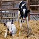 پرورش و مراقبت گوساله های نوزاد
