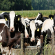 کاهش تنش حرارتی در گاوهای شیری