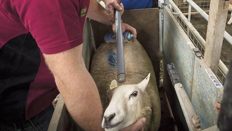 ارزیابی تیپ گوسفند با هدف جایگزینی