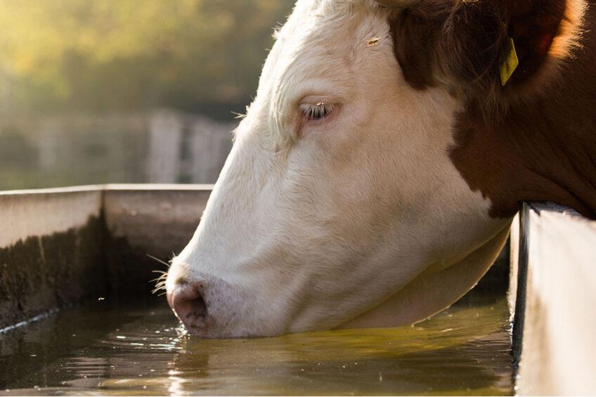 اثرات استرس گاوی بر شیردهی و تولیدمثل گاوها