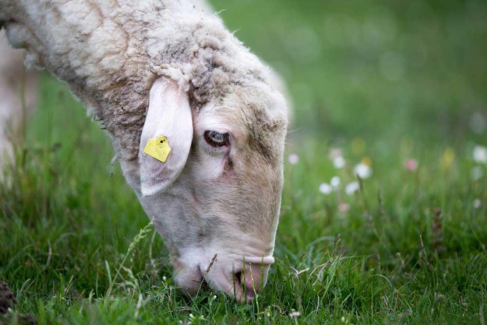 چگونه از بروز بیماری های انگلی تابستانه در گوسفندان پیشگیری کنیم؟