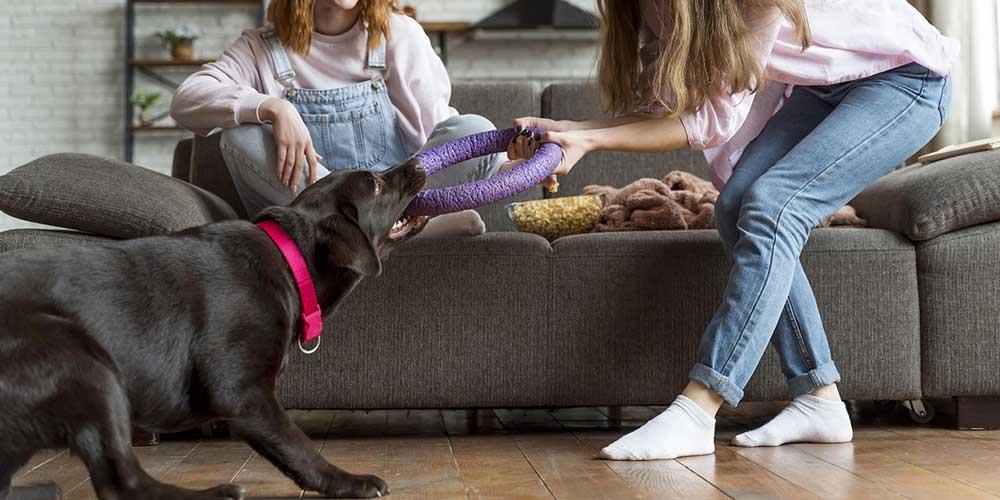 آیا بازی طناب کشی با سگ باعث پرخاشگری می شود؟ واقعیت یا یک باور اشتباه؟