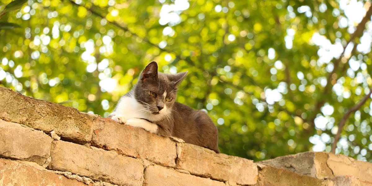 ۷ راهکار کاربردی برای اینکه گربه تان از خانه دور نشود!