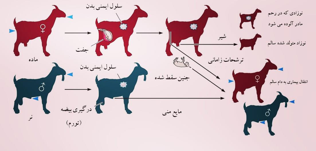 راه انتقال بروسلوز در گله