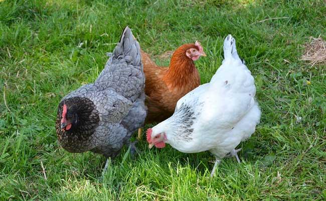 بیماری های اصلی مرغ: علائم، درمان و پیشگیری