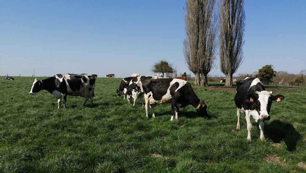 بیماری کتوز در گاو شیری و راه تشخیص آن