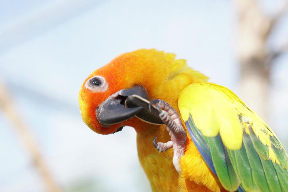 تخمه-پرنده-خانگی