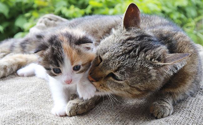 آموزش بچه گربه توسط مادرش: گربه به بچه گربه هایش چه می آموزد؟