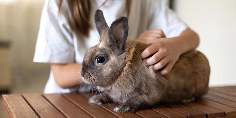 چگونه سن خرگوش را تشخیص دهیم؟