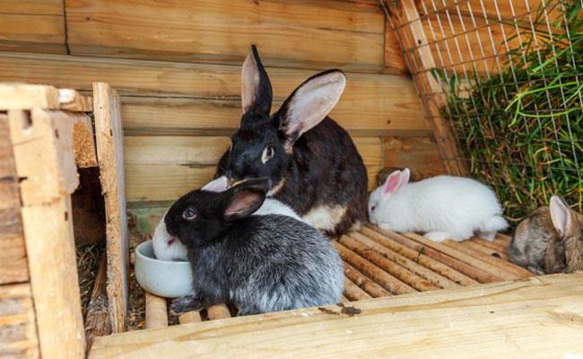 هر آنچه باید درمورد تولیدمثل خرگوش بدانید