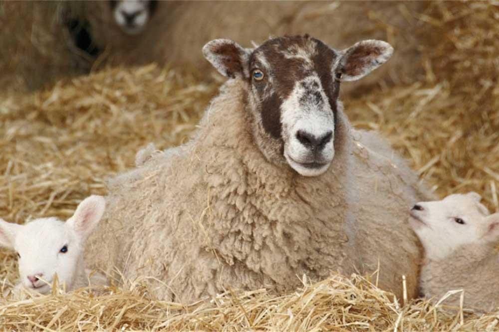 تولیدمثل در گوسفند، زایش، مراقبتهای قبل و بعد از آن