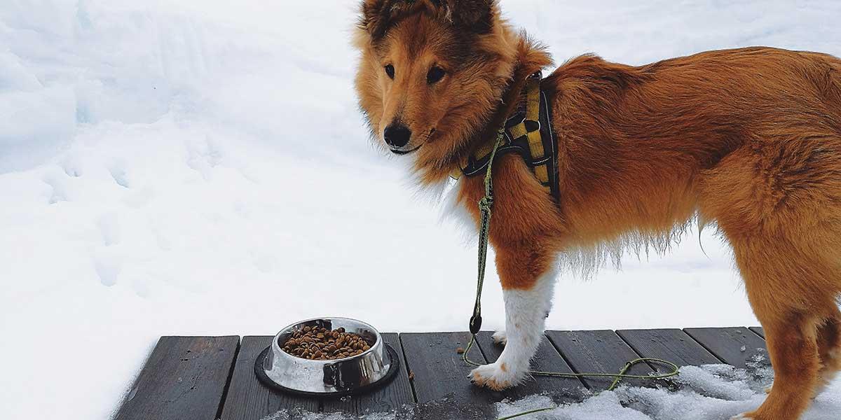 جیره-غذایی-سگ