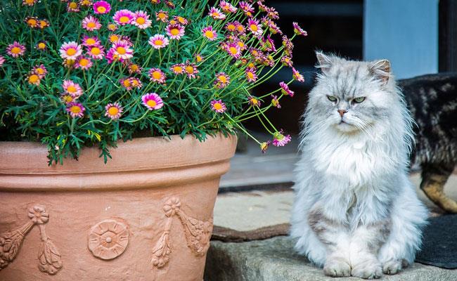 حسادت در گربه ها: چگونه آن را برطرف کنیم؟