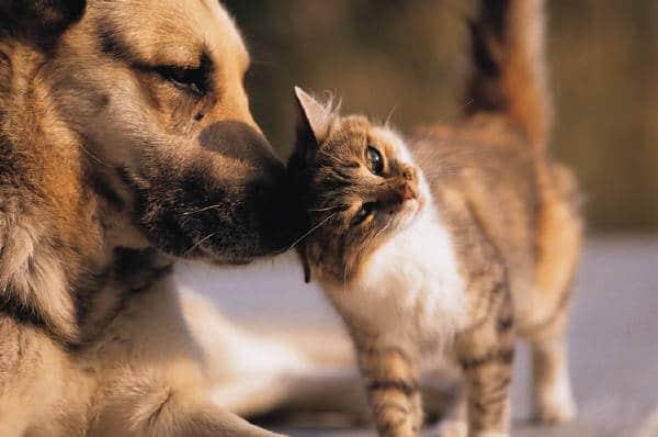 قوانین و مقررات خروج سگ و گربه از ایران