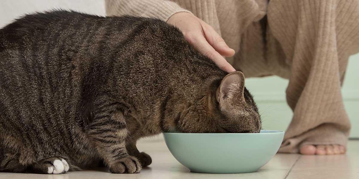 خستگی سبیل ها در گربه؛ علل، علائم، درمان و راه های پیشگیری