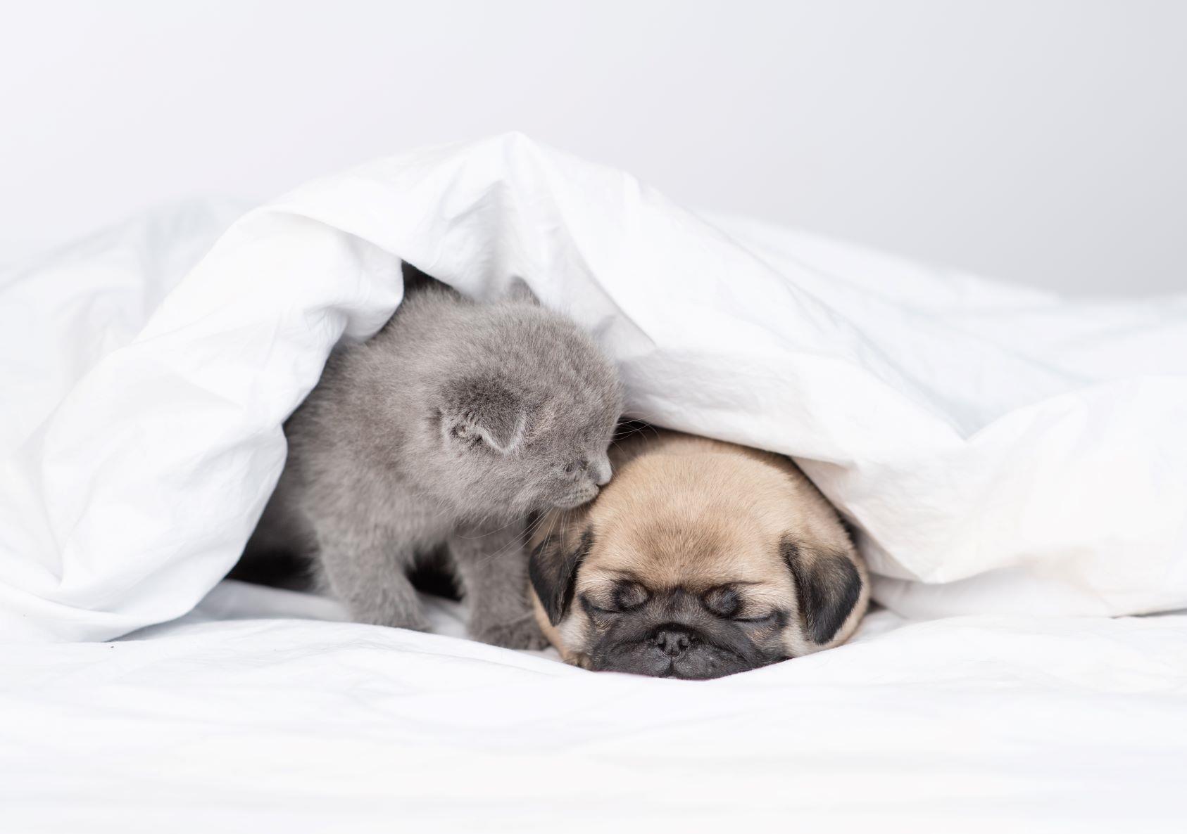 تأثیر نور شب بر سگ و گربه؛ چرا تاریکی برایشان ضروری است