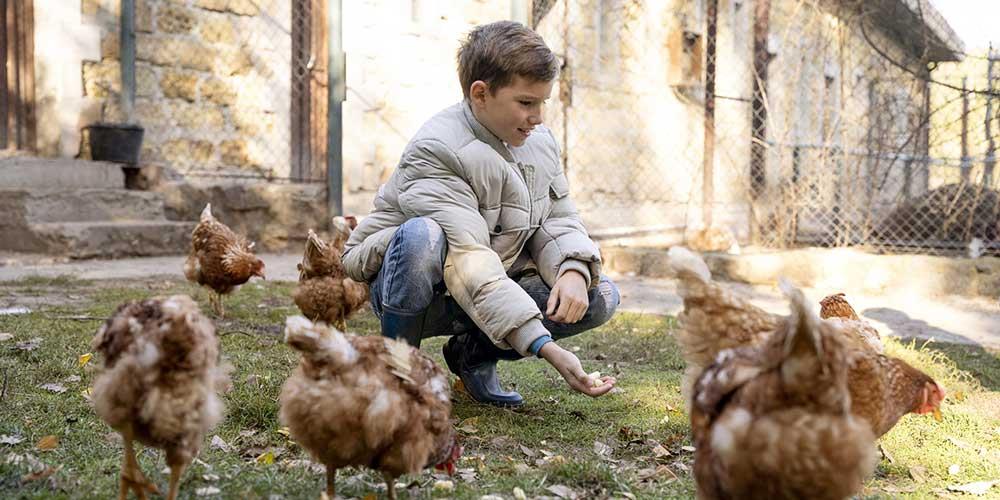 چگونه یک مرغ را دستی و رام کنیم؟ ۵ ترفند کاربردی برای جلب اعتماد مرغ ها
