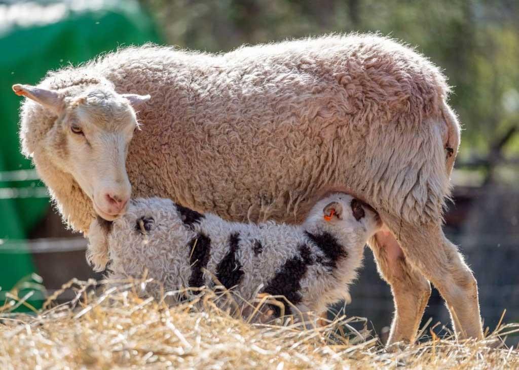 چرا برخی گوسفندها رشد نمی کنند؟ بررسی دلایل تغذیه ای و ژنتیکی