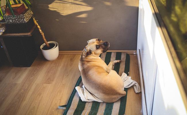 8 نکته و ترفند برای از بین بردن بوی سگ در خانه