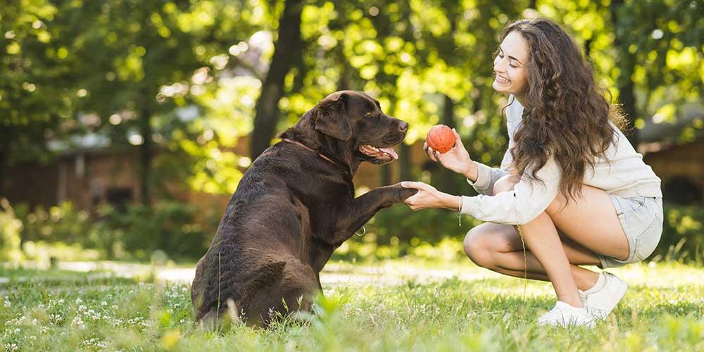 ۶ روش مؤثر برای جلوگیری از بی حوصلگی سگ ها