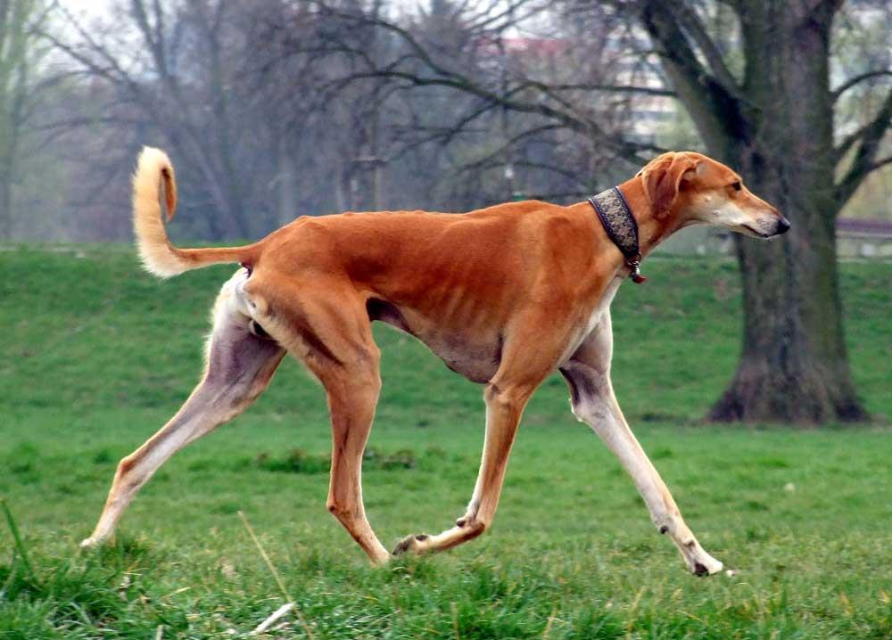 سگ تازی ایرانی (Persian Greyhound)
