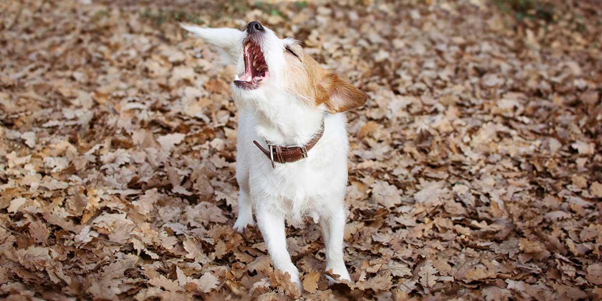 چرا سگ من به بعضی افراد پارس می کند و به بعضی نه؟