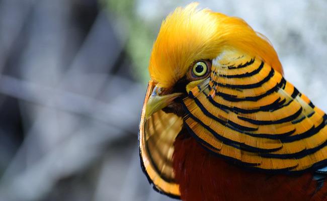 قرقاول طلایی، پرنده ای زینتی با رنگ های قرمز و طلایی روشن
