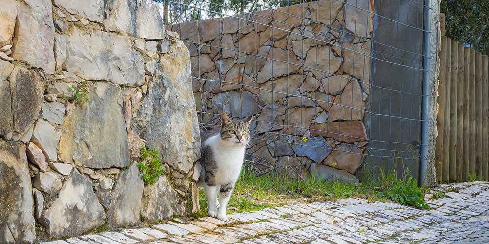 مساحت قلمرو در گربه چقدر است و چرا اهمیت دارد؟