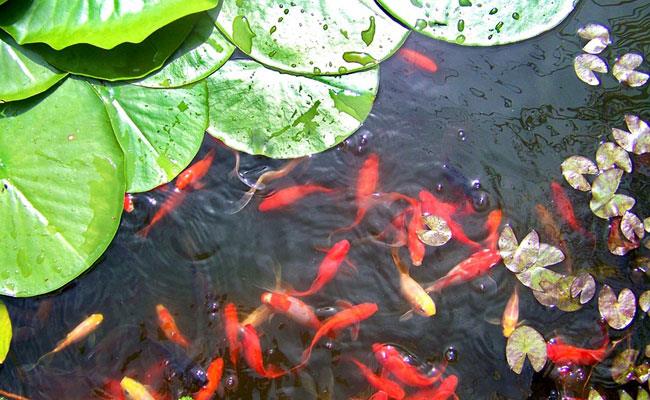 ماهی قرمز برای حوضچه باغ