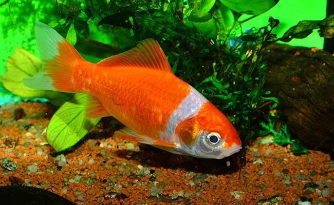 چگونه از ماهی قرمز در آکواریوم مراقبت کنیم؟