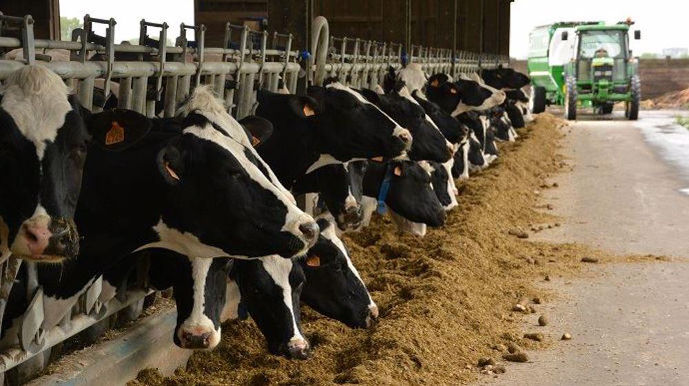هشت نکته کلیدی برای مدیریت گله گاوهای شیری