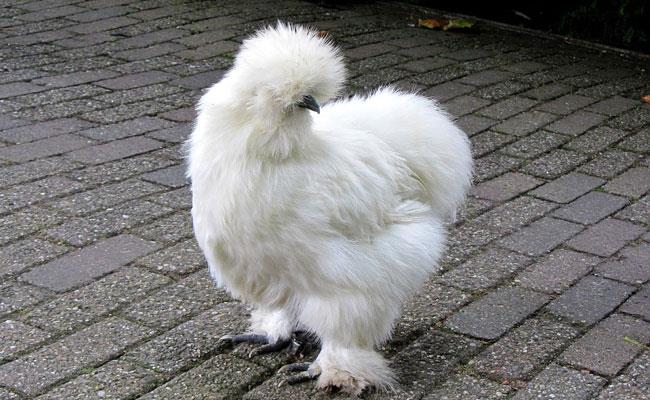 چگونه مرغ ابریشمی را در خانه پرورش دهیم؟