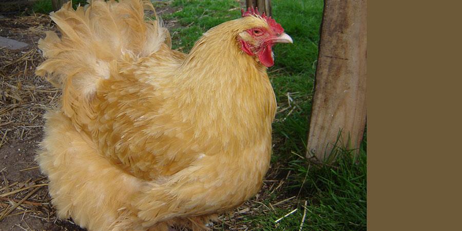 مرغ ارپینگتون؛ نژادی اصیل، آرام و مقاوم به سرما