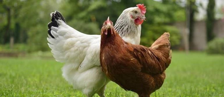 5 اشتباه رایج در زمینه پرورش مرغ