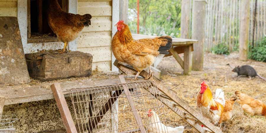 موش-مرغداری