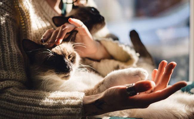 چگونه گربه خود را از ناخن کشیدن و آسیب به وسایل خانه بازداریم؟