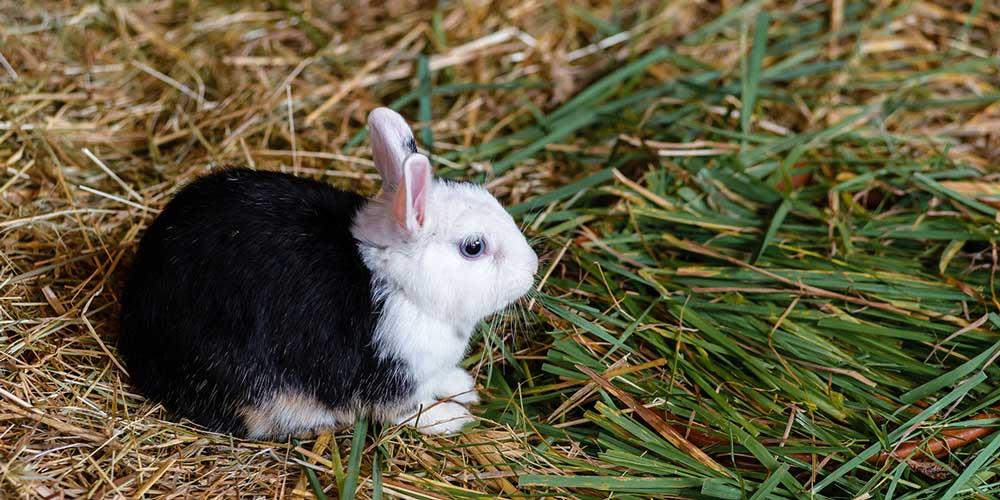 ۱۱ نکته که باید پیش از آوردن خرگوش مینیاتوری به خانه بدانید!