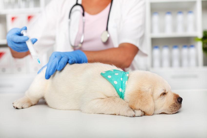 برنامه واکسیناسیون سگ خانگی