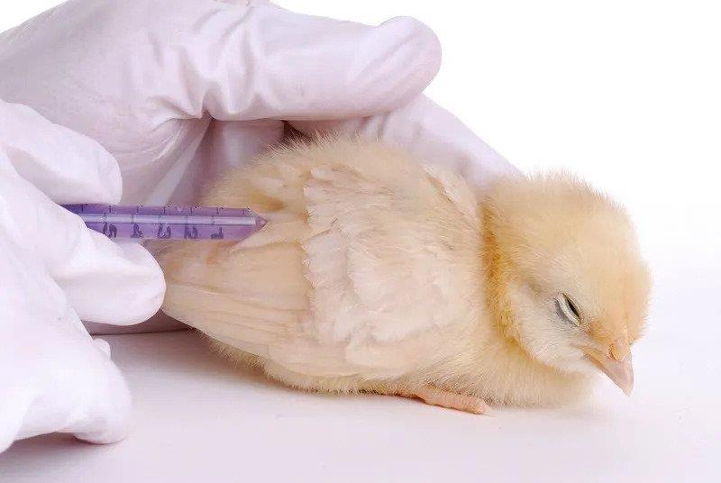 روش های واکسیناسیون پرندگان